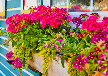 Kwiaty na balkon południowy. Które rośliny sprawdzą się najlepiej jako kwiaty na słoneczny balkon i taras? Lista kwiatów na balkon słoneczny.