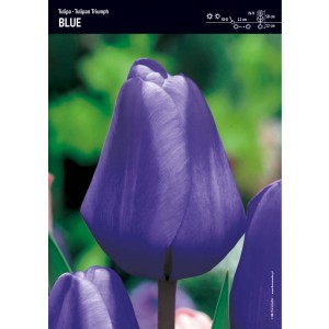 Tulipan Niebieski Triumph Blue Cebulka 5szt