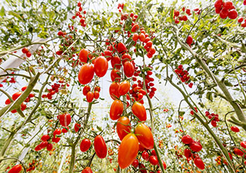 Czarne muszki na pomidorach - ziemiórki czy mszyce? Podpowiadamy jak zwalczyć mszyce na pomidorach i sposoby na ziemiórki! Zwalczanie szkodników roślin opryskiem