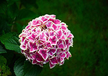 Hortensja bukietowa (hydrangea paniculata). Dowiedz się jak uprawiać hortensję bukietową!