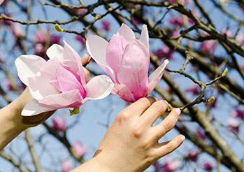 Magnolia Pośrednia - Magnolia Soulangeana. Poznaj wymagania oraz tajniki uprawy i pielęgnacji tej wyjątkowej rośliny!