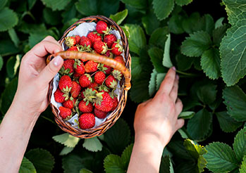 Malinotruskawka - bardziej truskawka czy malina? Poznajmy malinę ponętną (rubus illecebrosus)!