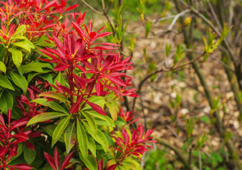 Pieris japoński zimozielony (pieris japonica). Poznaj tajniki uprawy pierisa w gruncie i w donicy!