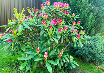 Różanecznik rododendron - odmiany, wymagania, uprawa i pielęgnacja