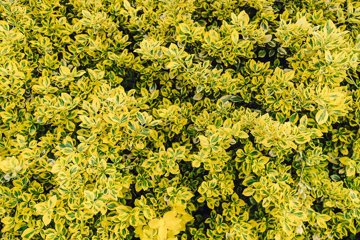 Trzmielina oskrzydlona, emerald, euonymus