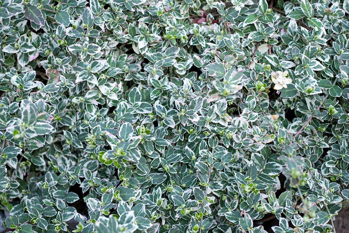 Trzmielina oskrzydlona, emerald, euonymus zielone listki