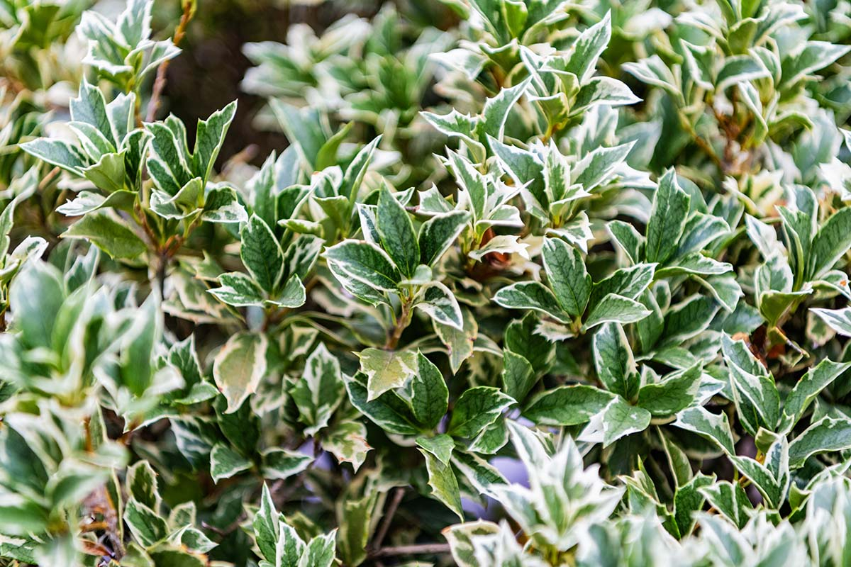 bialo zielone listki Trzmielina oskrzydlona, emerald, euonymus 