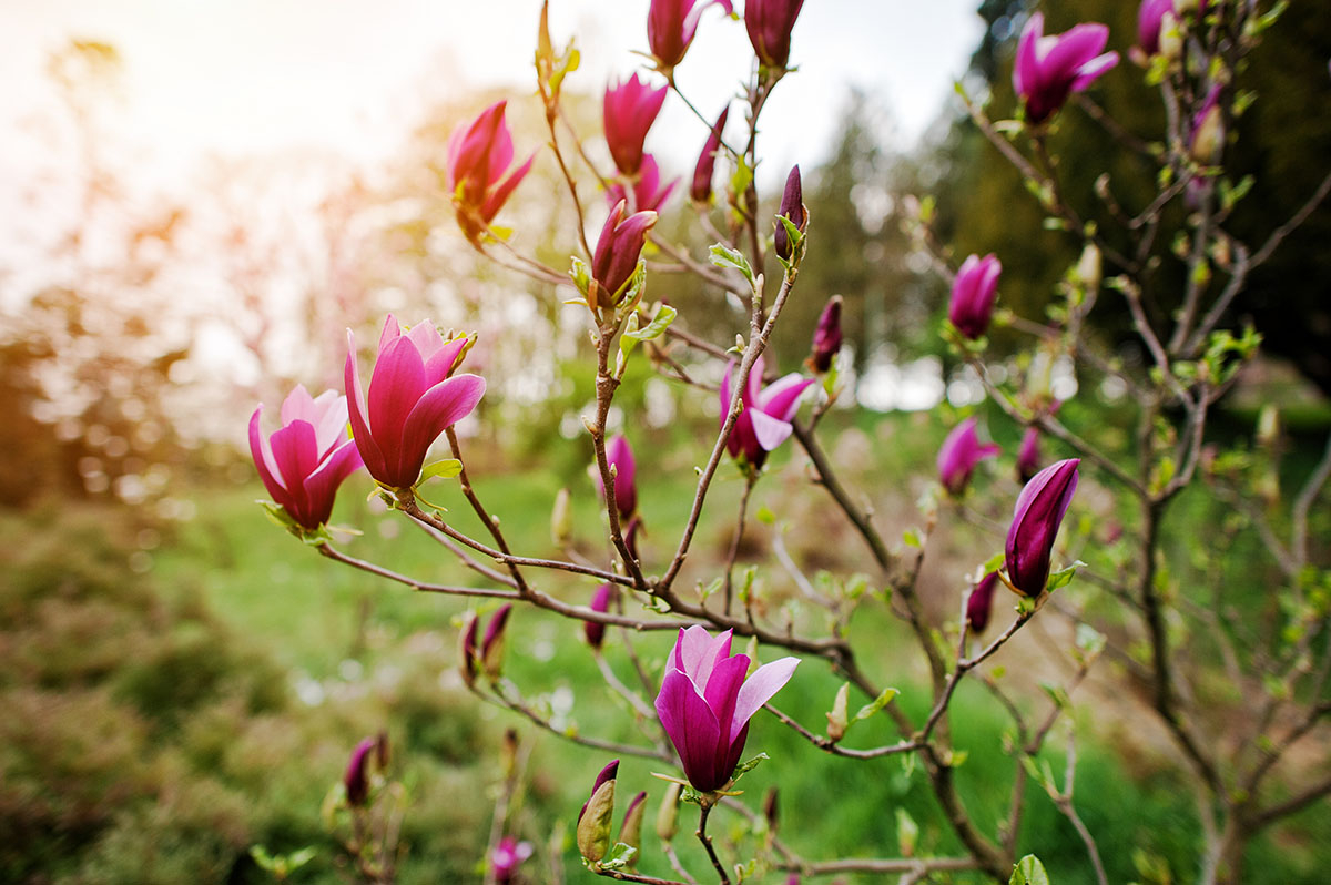 Magnolia Soulangeana nierozwinięte pęki na tle wschodzącego słońca