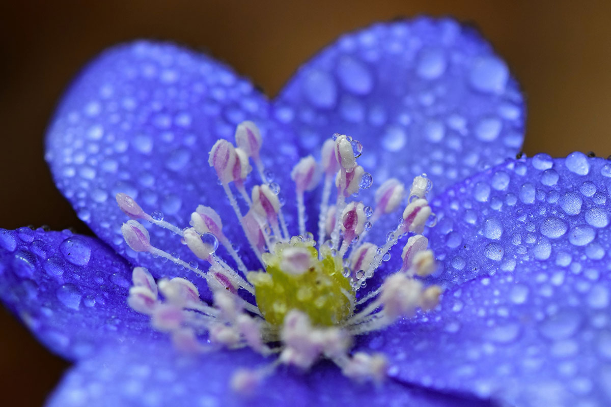 Przylaszczka pospolita (Hepatica nobilis) makro krople wody.jpg