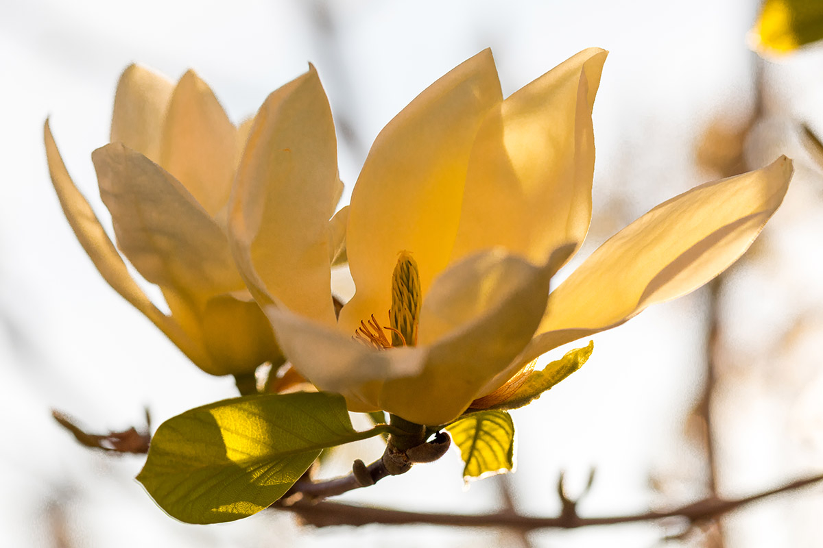 duży żółty kwiat magnolii yellow na gałęzi na tle niebieskiego nieba