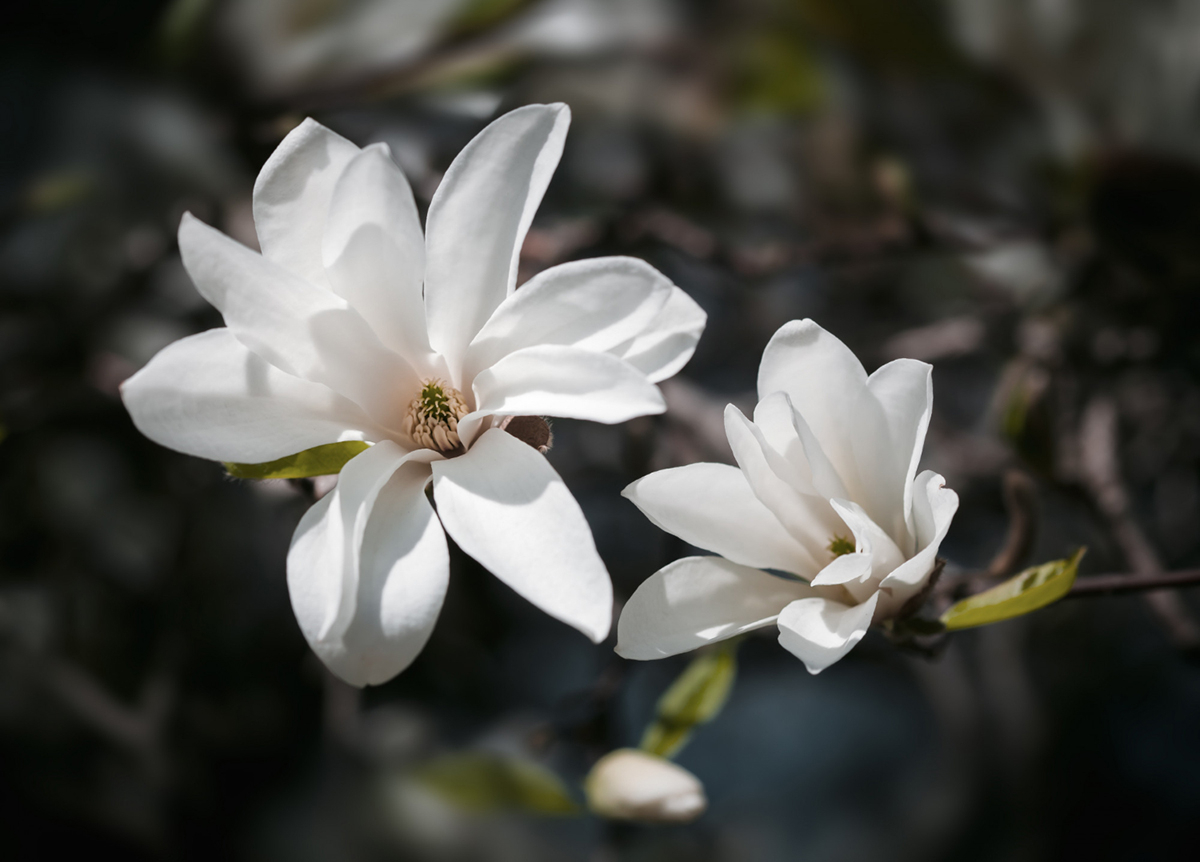 dwa biale duze kwiaty magnolii