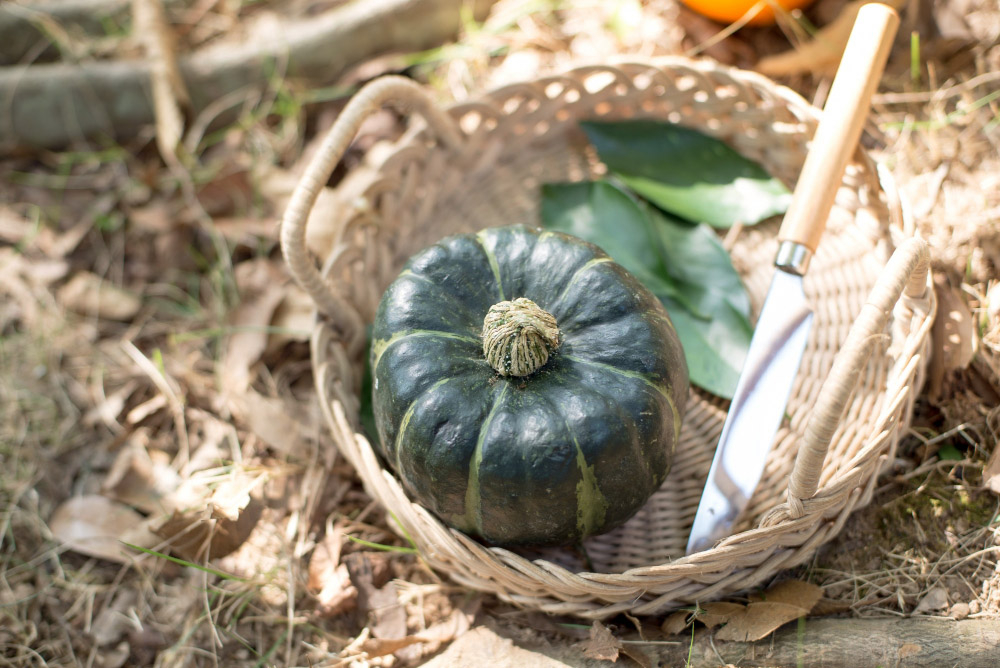 dynia kabocha w koszyczku wraz z nozem