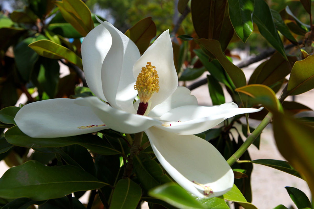 kwiat magnolii bialej zimozielonej wielkokwiatowej