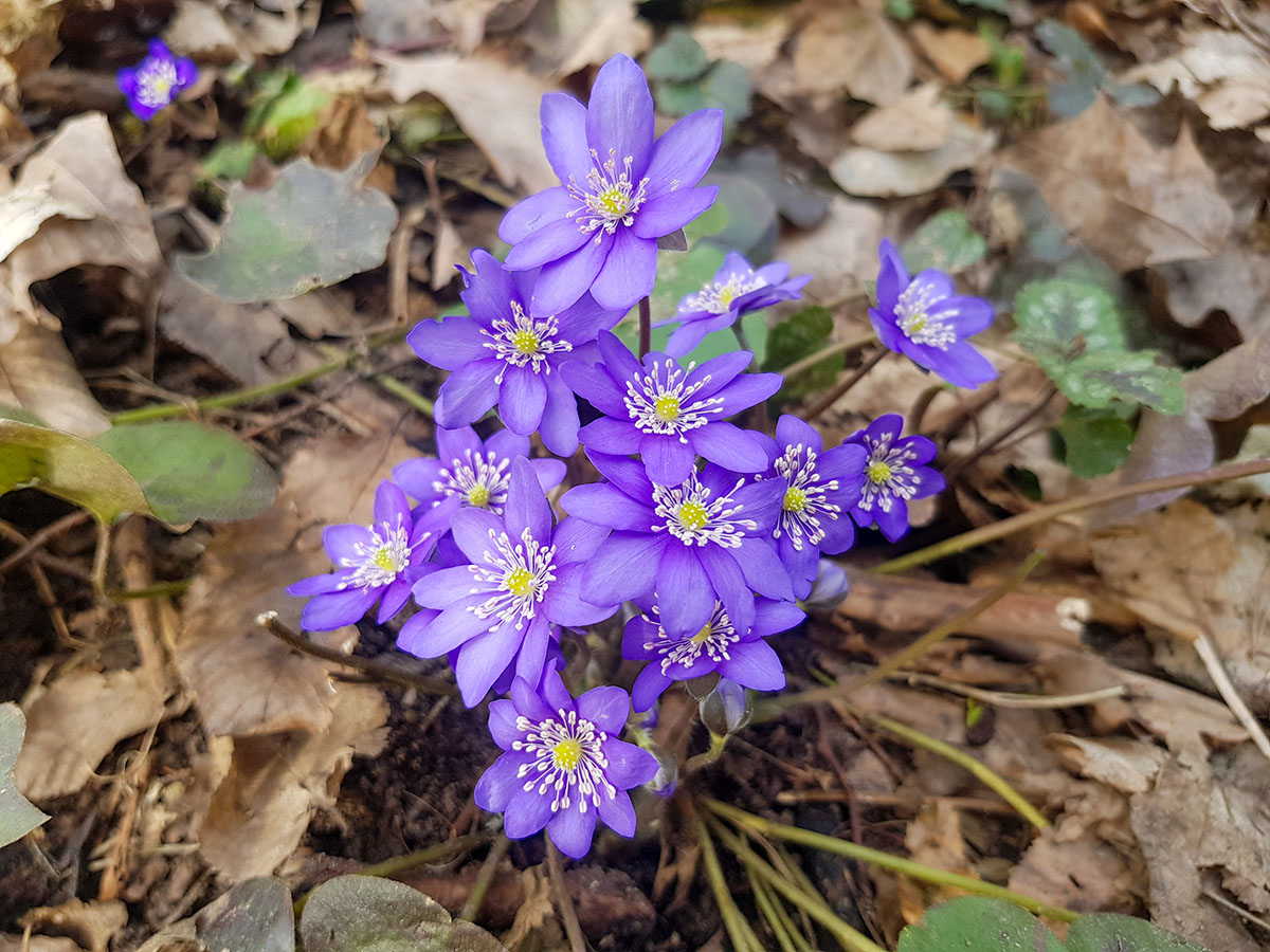 kwiatki Przylaszczka pospolita (Hepatica nobilis) w ziemie wokół liście uschnięte