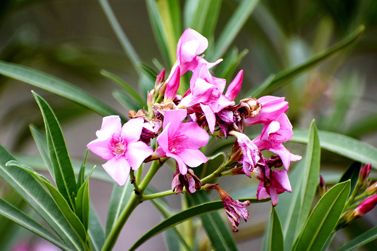 oleander pospolity makro na kilka kwiatów na tle zielonych liści