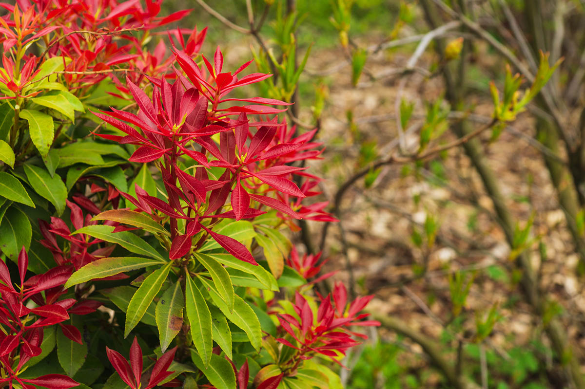 pieris japonica czerowne rozwinięte kwiaty 