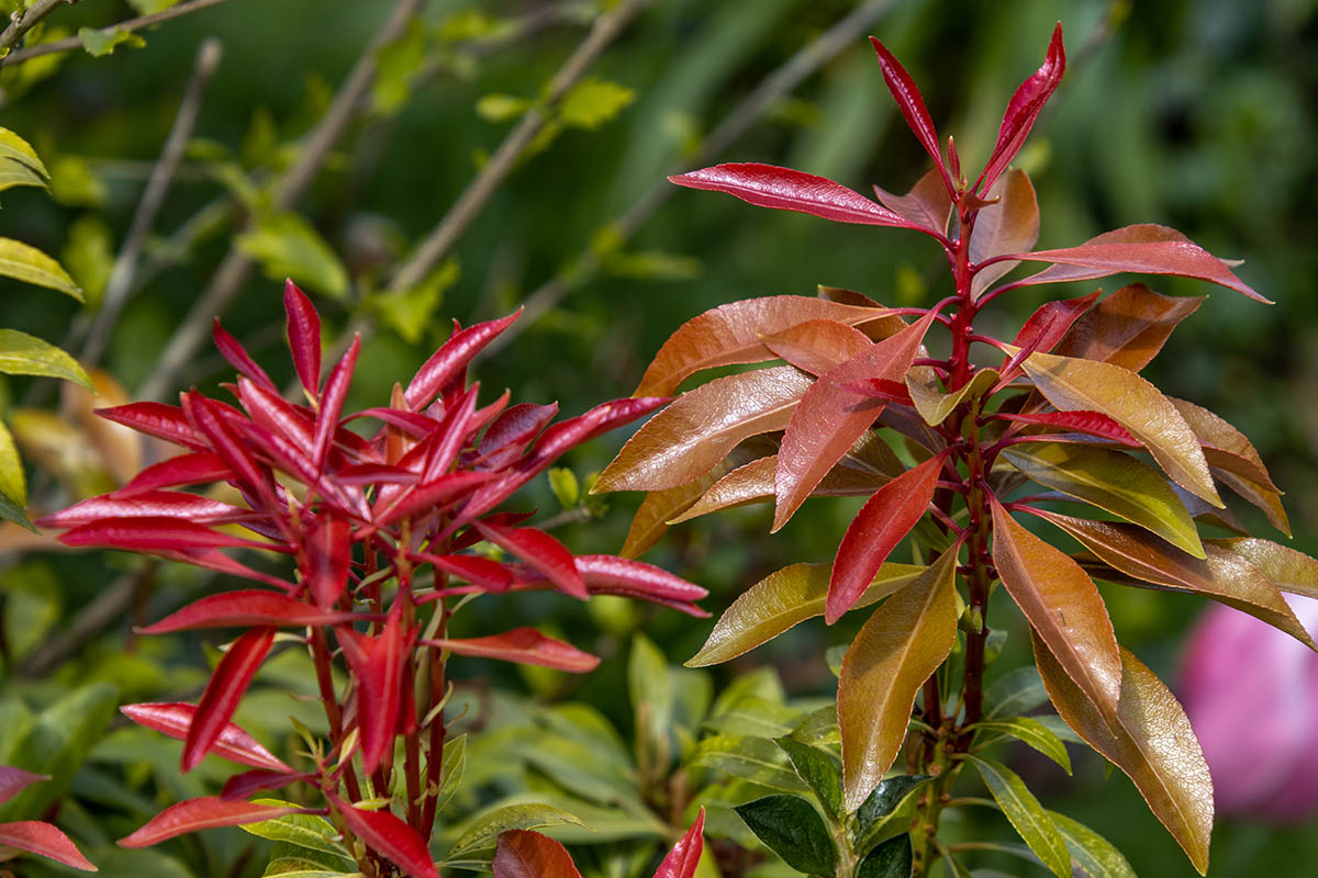 pieris japonica dwa czerwone kwiaty makro