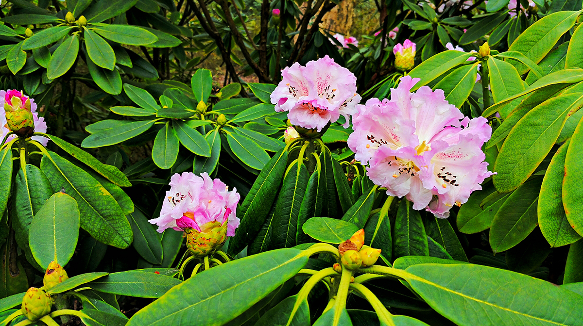 rododendron o jasnych kwiatach z rozowymi przebarwieniami