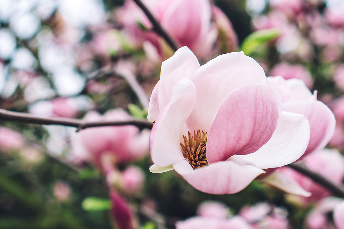 różowa magnolia na gałązi na tle innych różowych magnolii