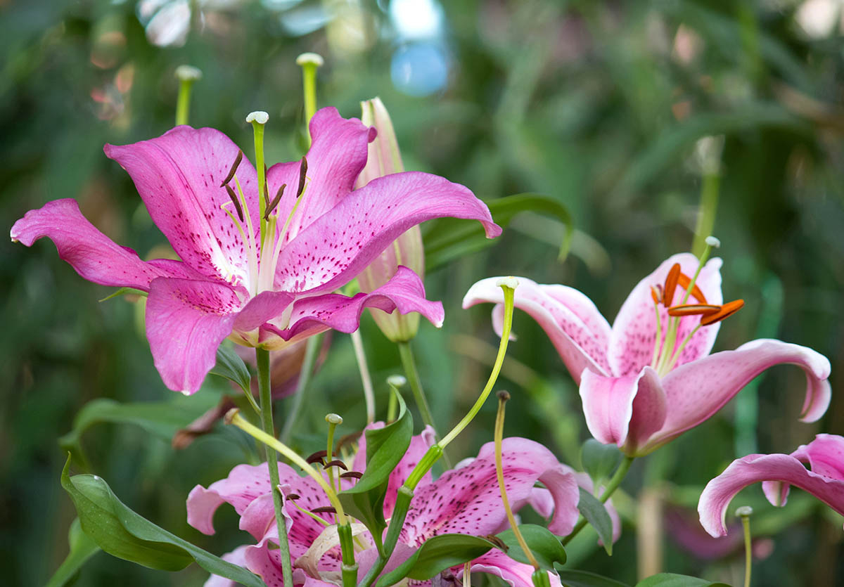 różowy oleander pospolity piękne makro