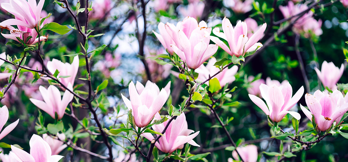 wiele różowych kwiatów magnolii w pięknym słońcu 