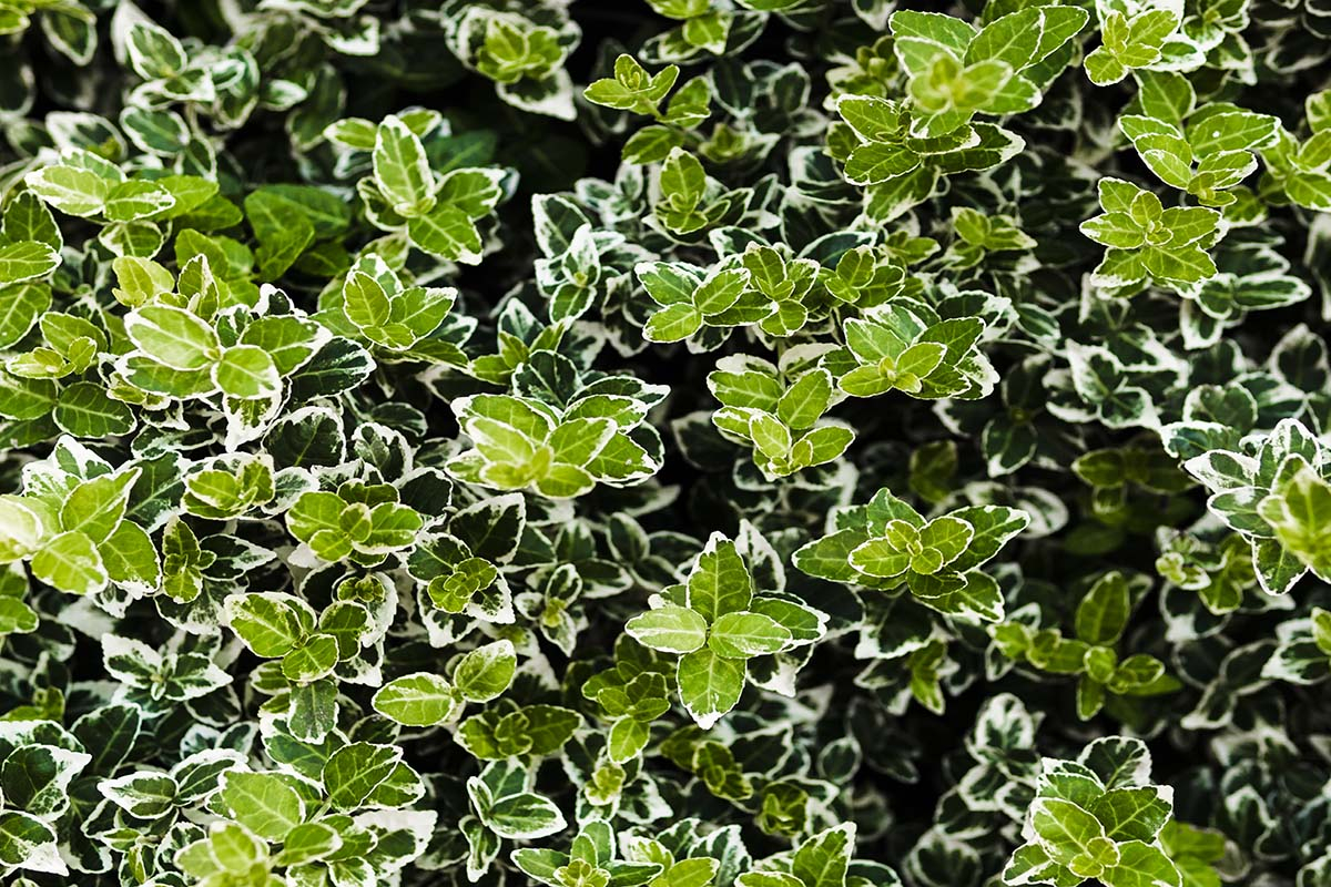 makro jasno zielone liscie Trzmielina oskrzydlona, emerald, euonymus 